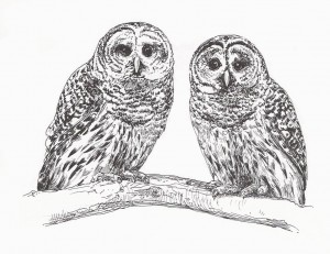 BWD--barred owls